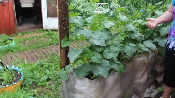 Выращивание огурцов в мешках в теплице. Огурцы в мешках. огурцы в мешках в теплице. сажаем огурцы в мешках. огурцы в мешках в открытом грунте.