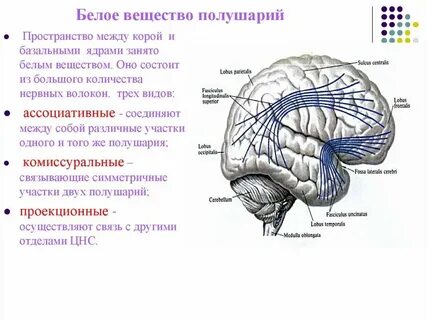 Функции серого вещества