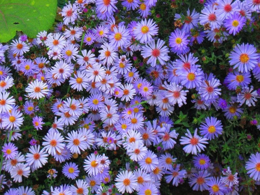 Астра многолетняя новобельгийская. Астра кустарниковая аннеке. Сентябрина сорта. Астра многолетняя октябринка. Астра сентябринка многолетняя.