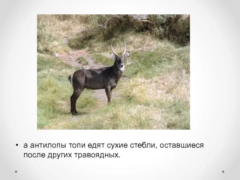Что едят топи. Травоядные с коротким хвостом. экологическая ниша антилопы топи. антибиотические отношения конкуренция.