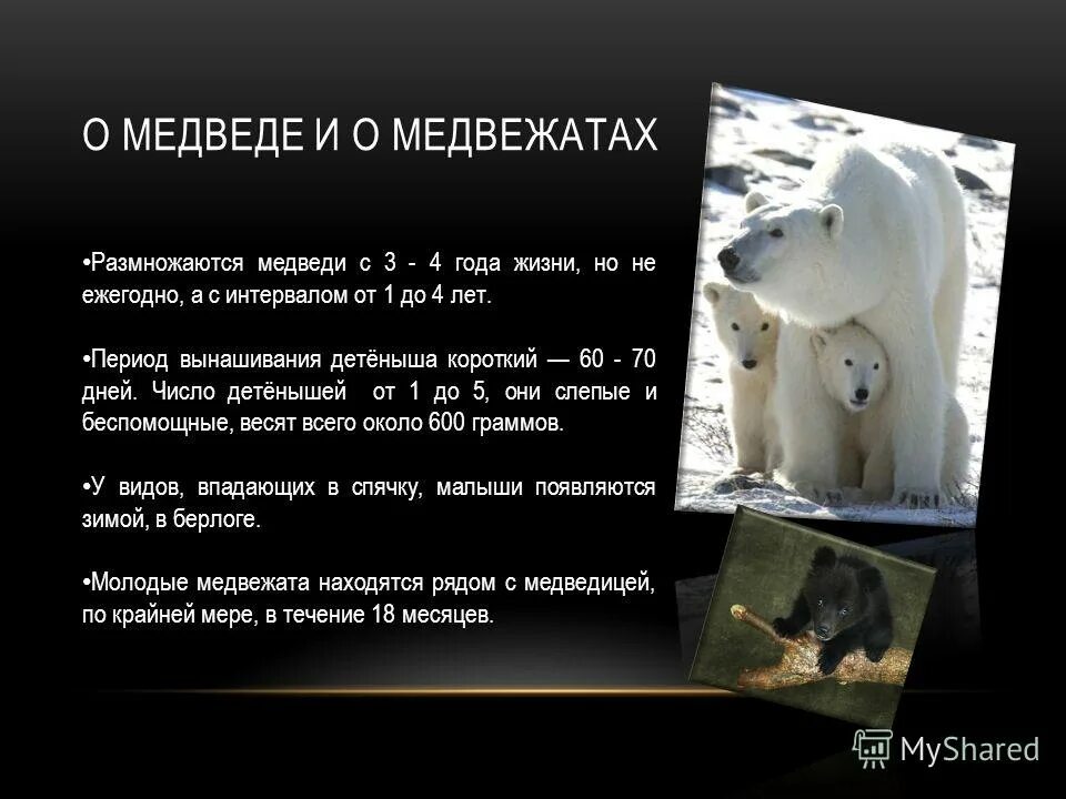 Почему медведь зимой спит картинки. Медведь орёт скучно. Почему медведь зимой спит картинки. Why bear. Характер медведя.