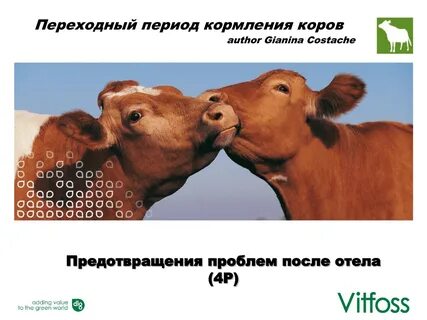 К чему снится кормить корову