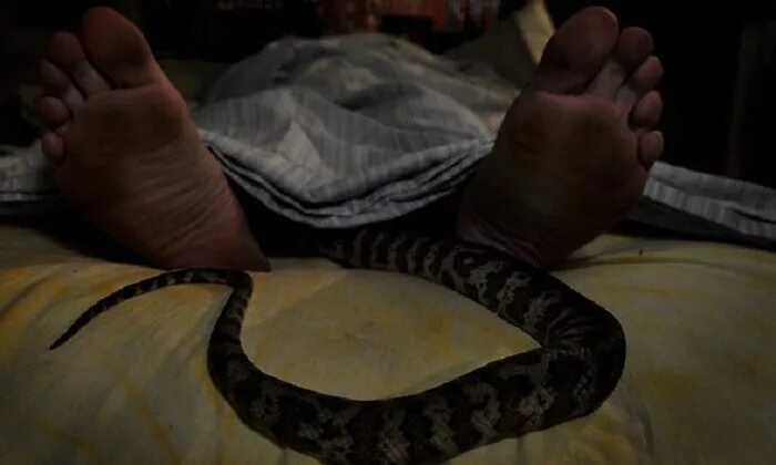 Змея укусила во сне за руку женщину. Змея заползла в кровать. Спящие змеи.