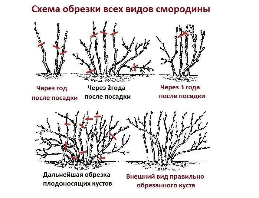 Схема обрезки смородины осенью. Обрезка смородины осенью. Схема обрезки черной смородины осенью. Обрезка чёрной смородины осенью схема. Обрезка крыжовника для начинающих