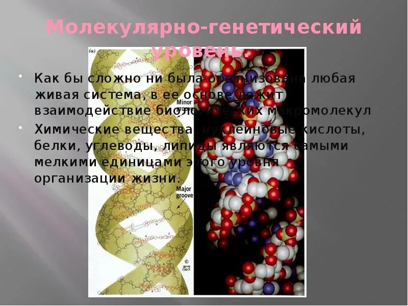 Молекулярный уровень состоит из. Молекулярно-генетический уровень. молекулярно-генетический уровень организации живой материи. молекулярно-генетический уровень организации живого. молекулярный уровень живого.
