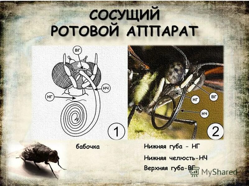 Ротовой аппарат бабочек чешуекрылых. Отряд чешуекрылые отделы и форма тела крылья. Бабочка крапивница тип ротового аппарата. Строение ротового органа бабочки. Тип ротового аппарата у бабочки.