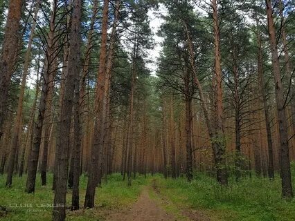 Артын омская область