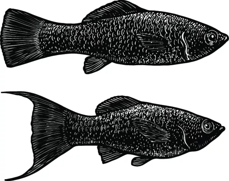 Как отличить самца моллинезия. Моллинезия самка и самец отличие. Моллинезия самец и самка. Моллинезия чёрная самец и самка. Моллинезия рыбка самец.