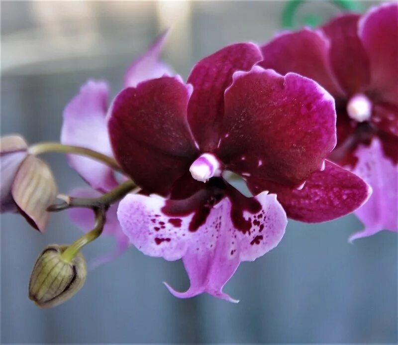 Chia shing hot kiss. Chia-shing hot kiss '256'. Фаленопсис кисс. Фаленопсис биг лип кисс. Фаленопсис кисс.