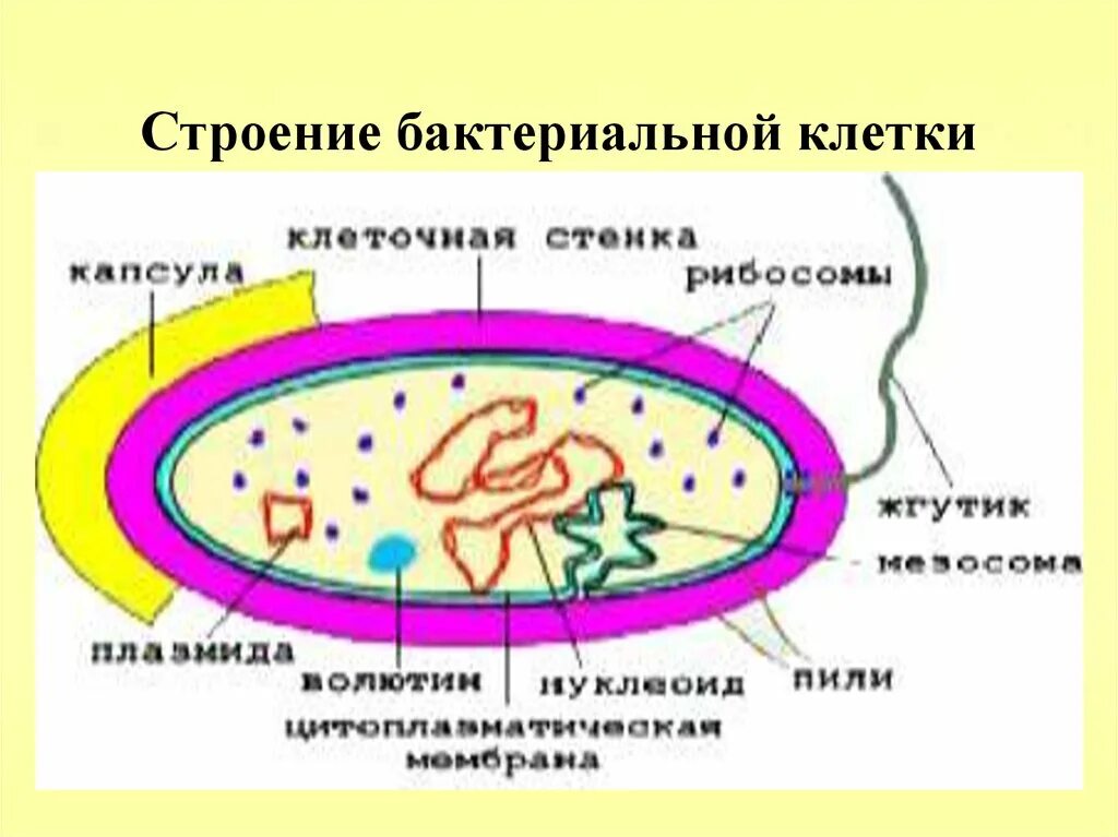 Строение клетки бактерии рисунок