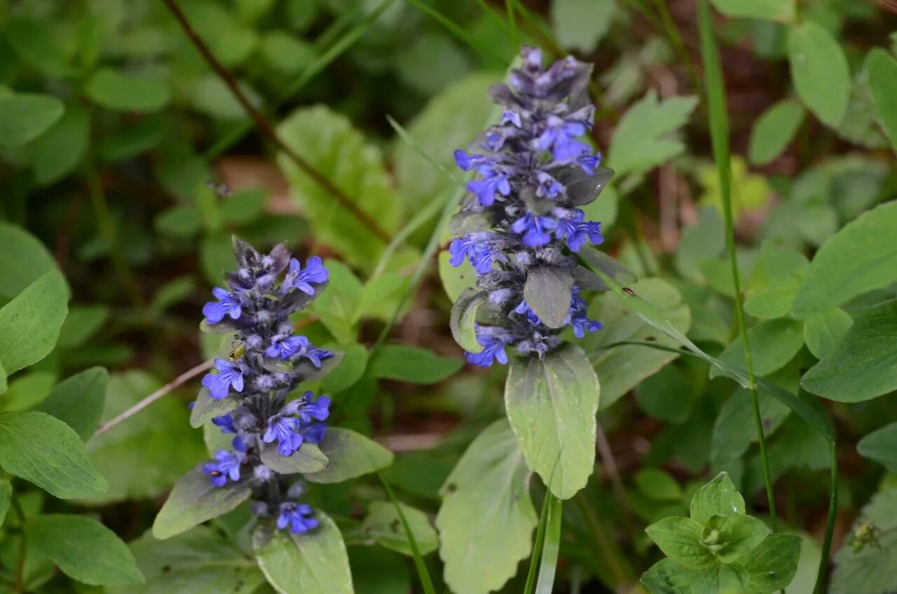 Живучка ползучая Atropurpurea. Живучка Радуга. Ajuga reptans Flower. Аюга туркестанская