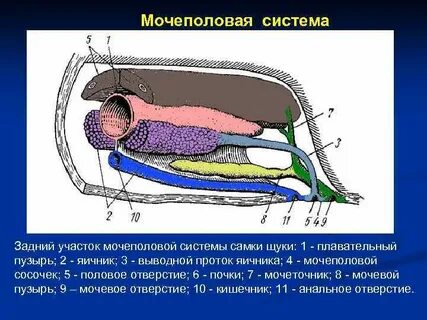 Половая система костные