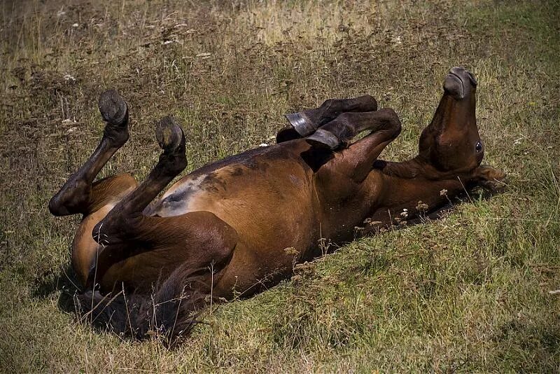 После длительного перехода люди очень устали лошади. Уставшая лошадь. Усталая лошадь. Уставать.
