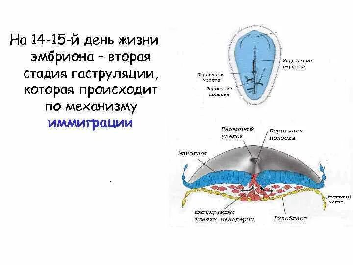 Эмбриогенез