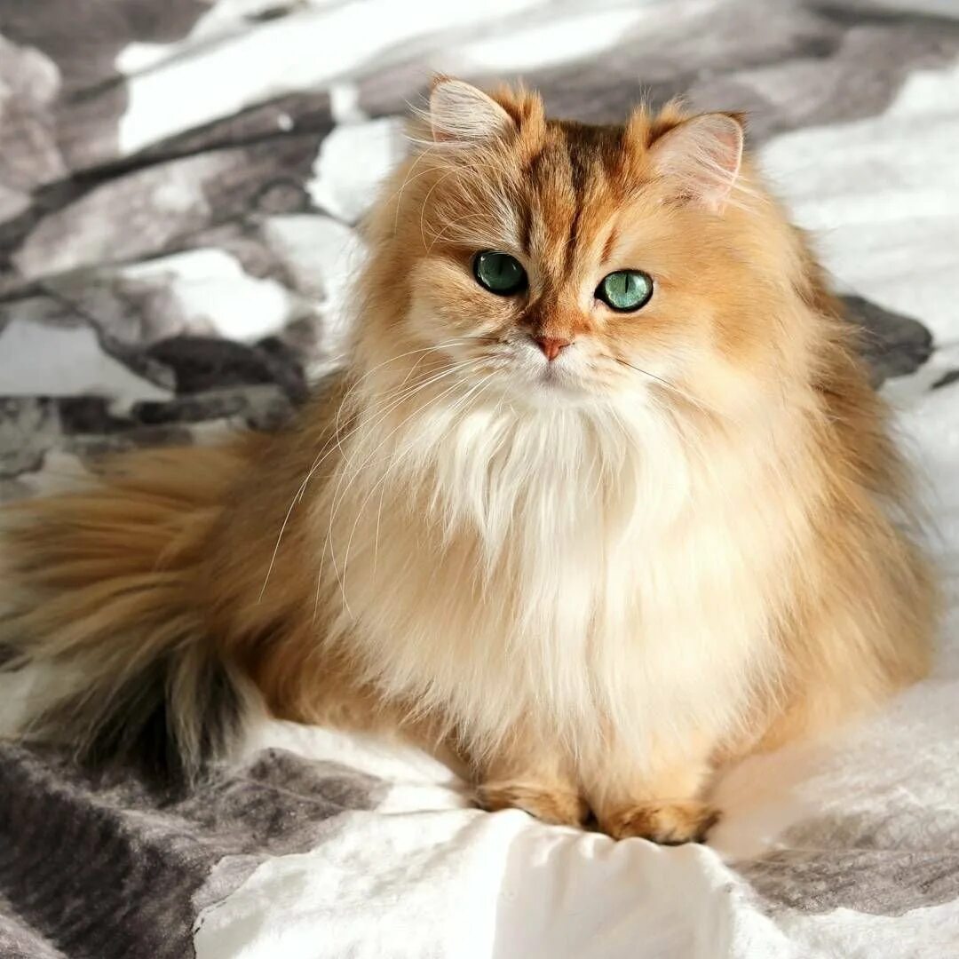 Рыжий золотой кот