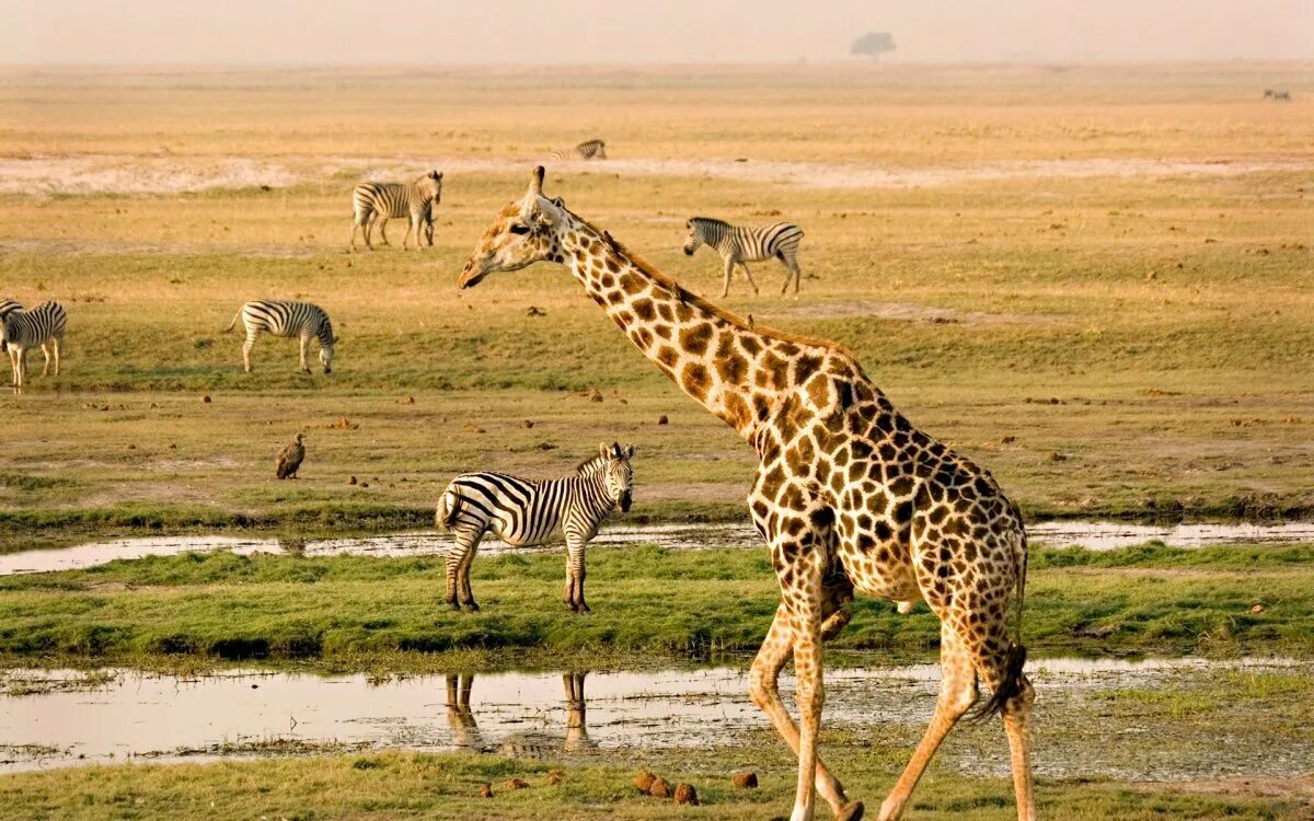 Национальный парк каким названием есть в африке. Национальный парк Чобе Ботсвана. Парк Чобе сафари. Национальный парк Чобе в Африке. Национальный парк Сентрал Калахари в Африке.