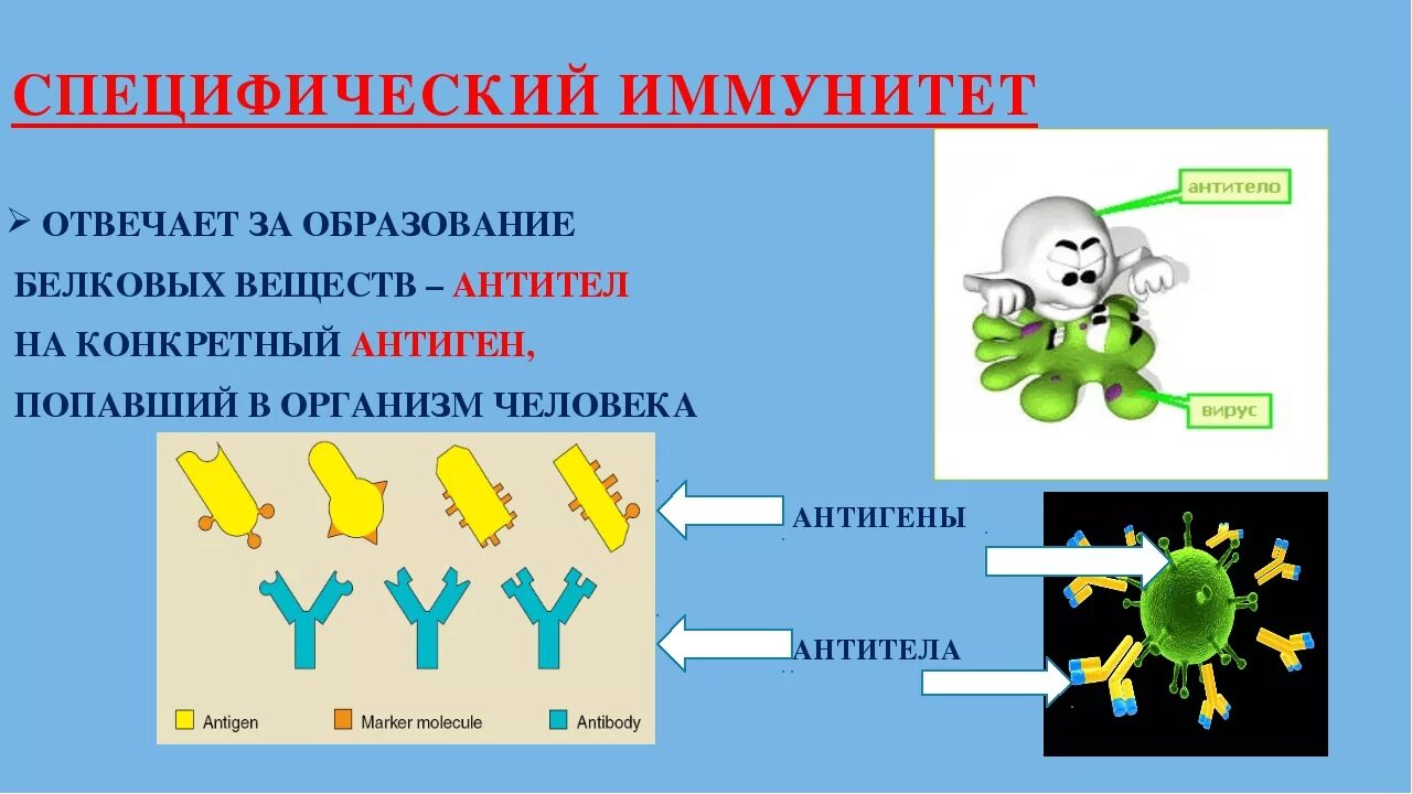 Иммунитет называется. Антиген антитело специфичность. специфический иммунитет пример. иммунитет антитела. иммунитет человека биология.