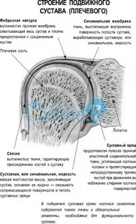 Суставной хрящ является