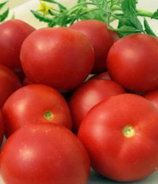 семена огурец отело f1, семетра, 12шт. помидоры изобильный f1. томат сорт изобильный f1. изобильный f1. сорт огурцов изобильный f1.