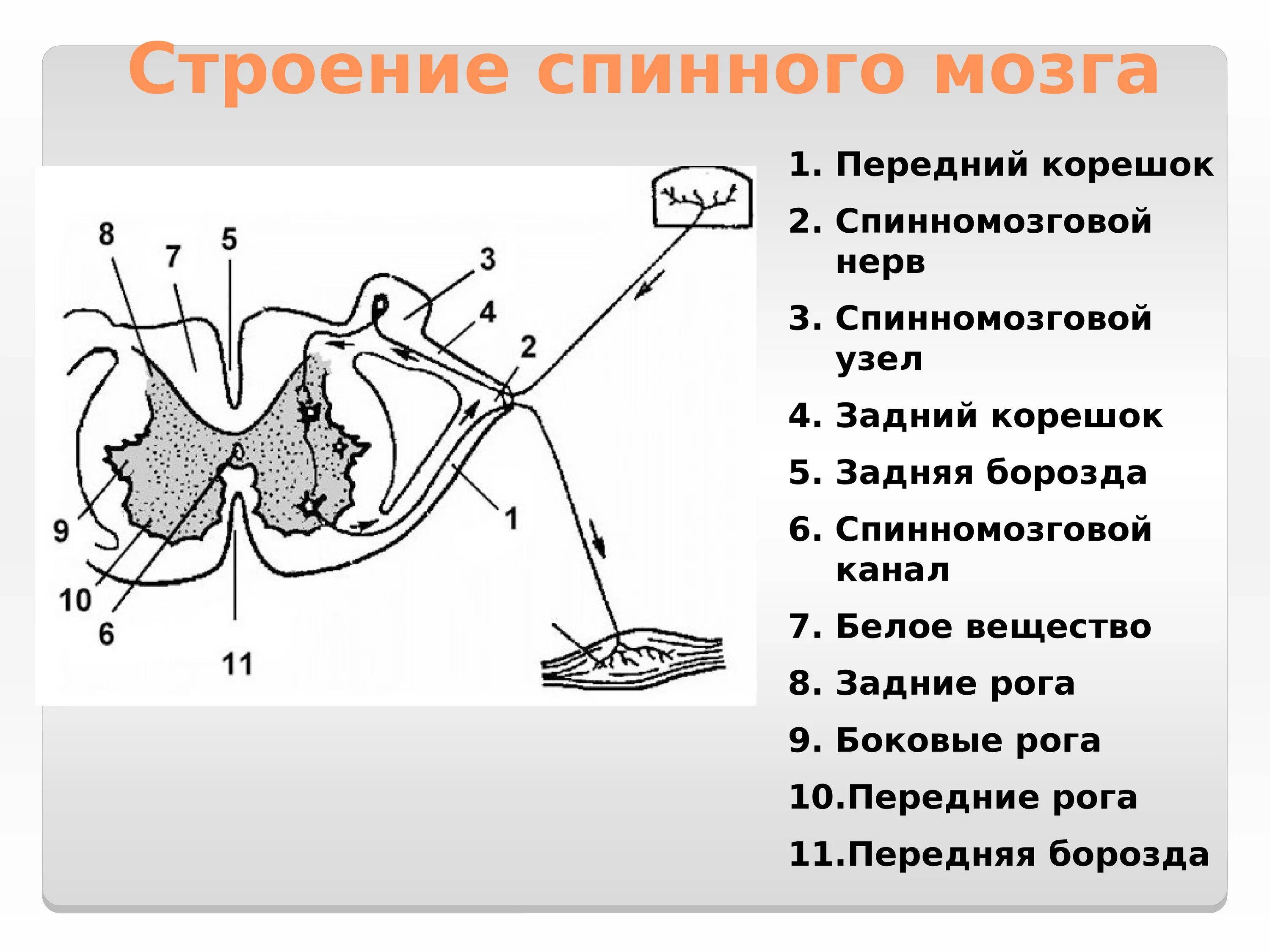 Передние и задние корешки спинного мозга. Передний спинномозговой корешок двигательный. Строение спинного мозга чувствительные и двигательные корешки. Спинной мозг строение двигательные корешки. Структура переднего корешка спинного мозга.