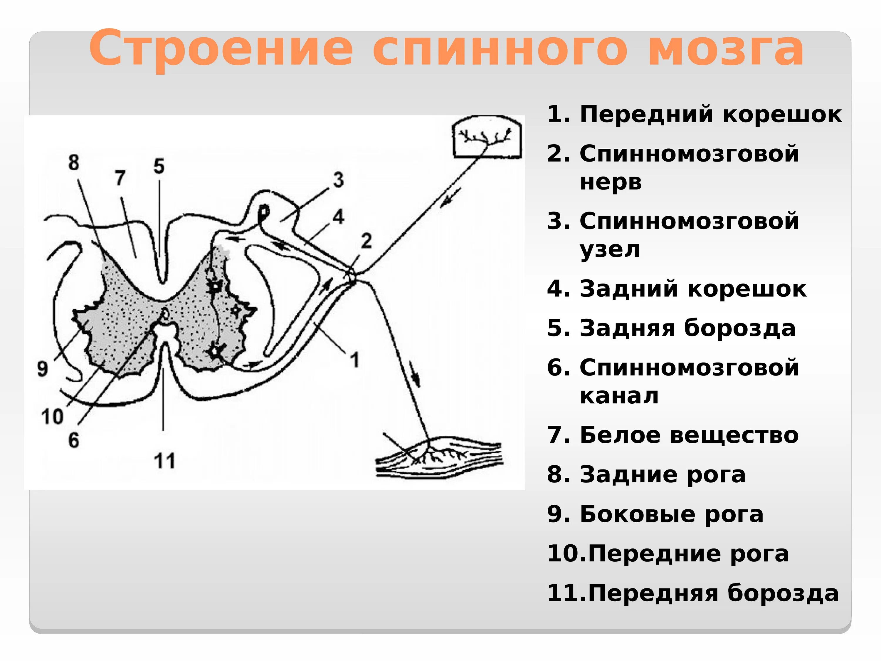 Периферический нерв функции. Периферическая нервная система анатомия строение. Периферическая нервная система схема строения. Строение спинного мозга. Строение спинномозгового нерва.