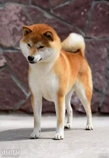 Китайская собака сиба