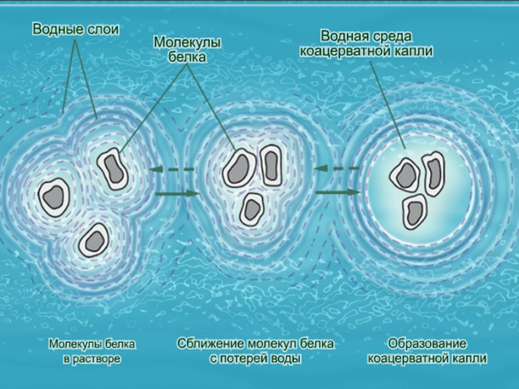 Гипотеза коацерватов. Коацерватные капли. Коацерватная теория. Образование коацерватов в воде