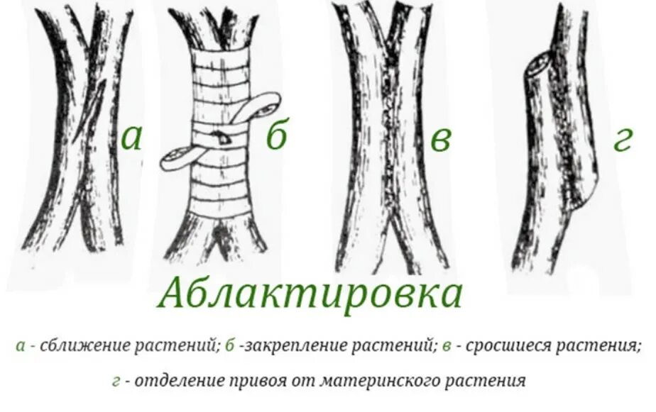 Размножение плодовых деревьев прививками