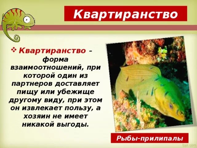 Презентация "Биотические связи в природе". - биология, презентации