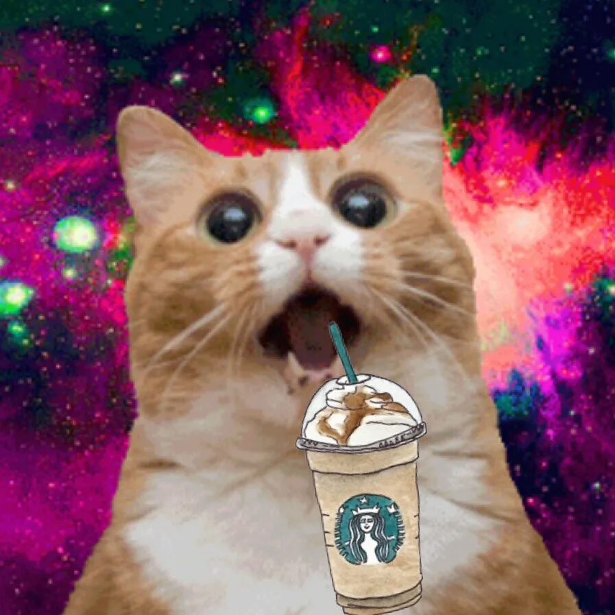 Cat meme. Cat meme