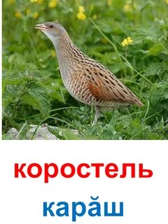 Птица издает