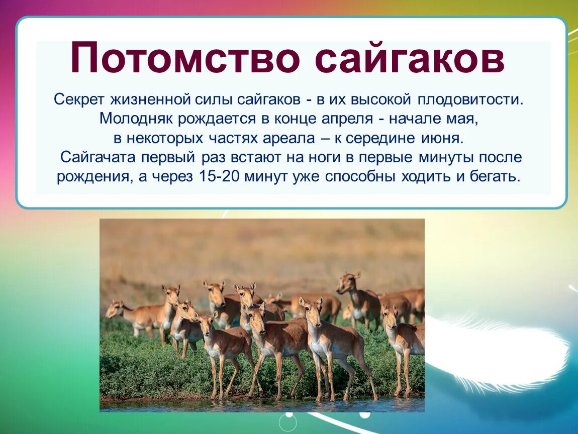 Где живет сайгак природная зона. Сообщение о сайгаке. Численность сайгаков в России. Сайгак краткое описание.