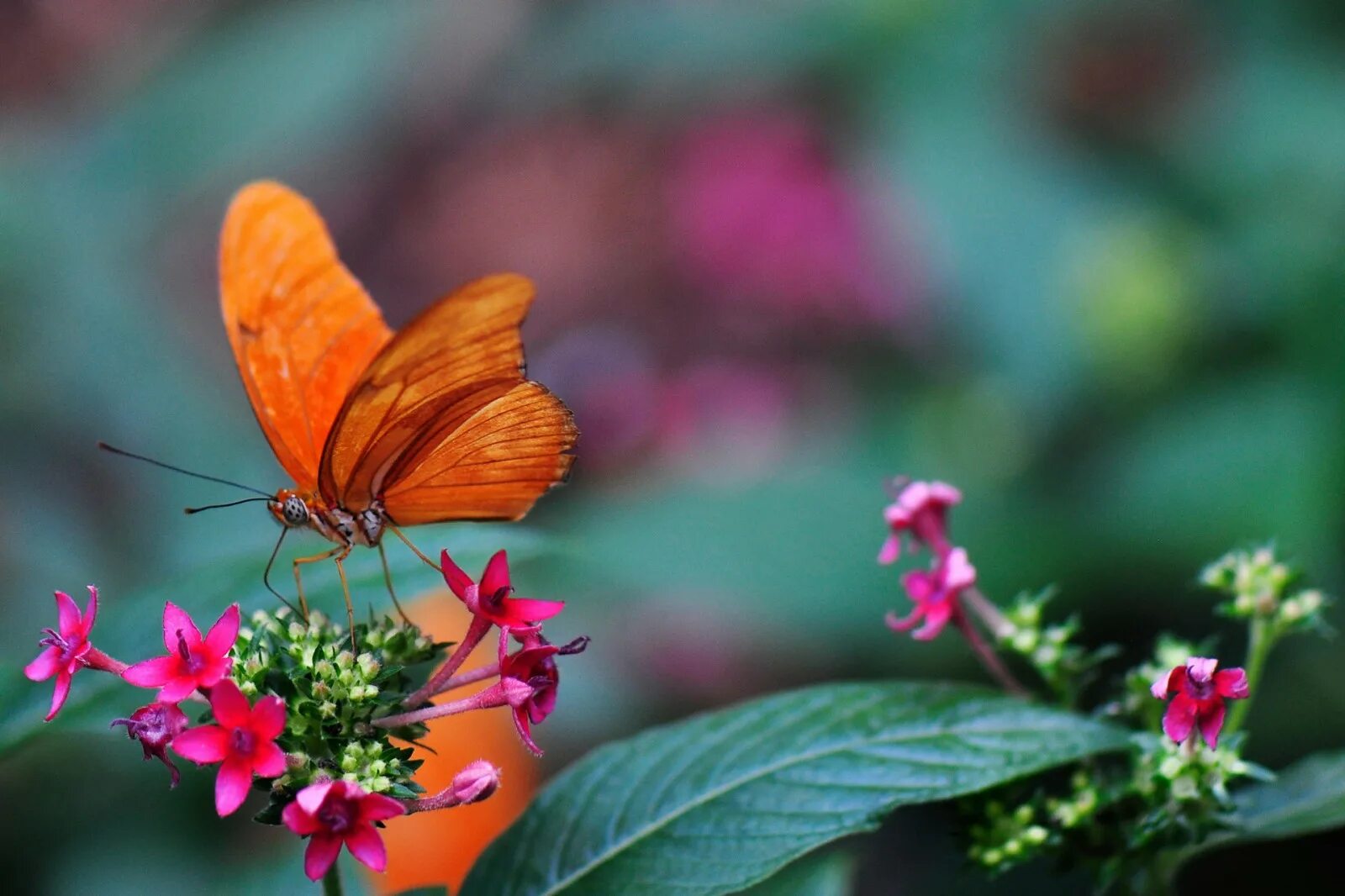 Видео бабочки и цветы. Бабочка на цветке. Бабочка Макросъемка. Картинки на рабочий стол бабочки. Бабочки в цветах.