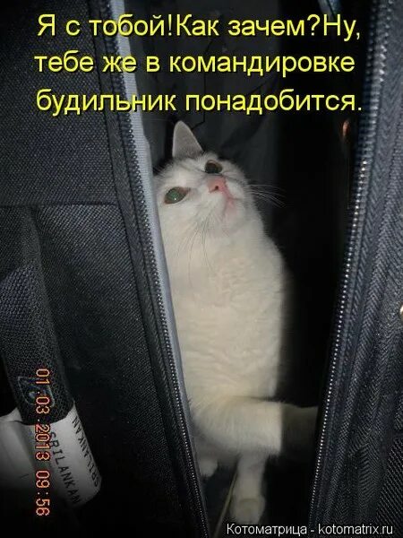Ты все равно уезжаешь в командировку. Командировка открытка. кот едет в командировку. командировка прикол. открытка мужу в командировке.
