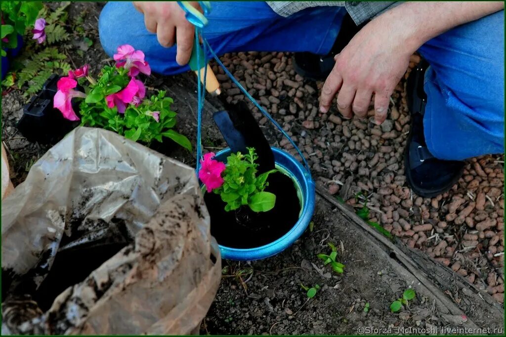 Какой торф нужен для петуний. Какой торф нужен для петуний. Универсальное удобрение для петунии. Почвобрикет дивная петуния 10л (биомастер). Почвобрикет дивная петуния.