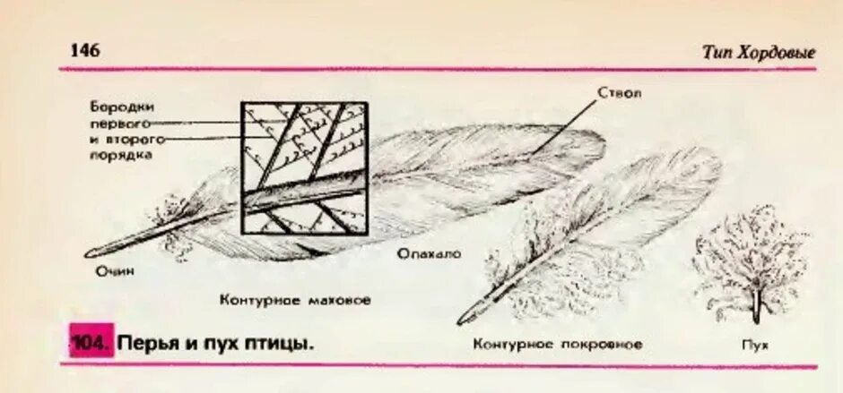 Сравнение контурного и пухового пера размеры. Перья и пух птицы. строение пухового пера. строение пухового пера птицы. пуховое перо строение.