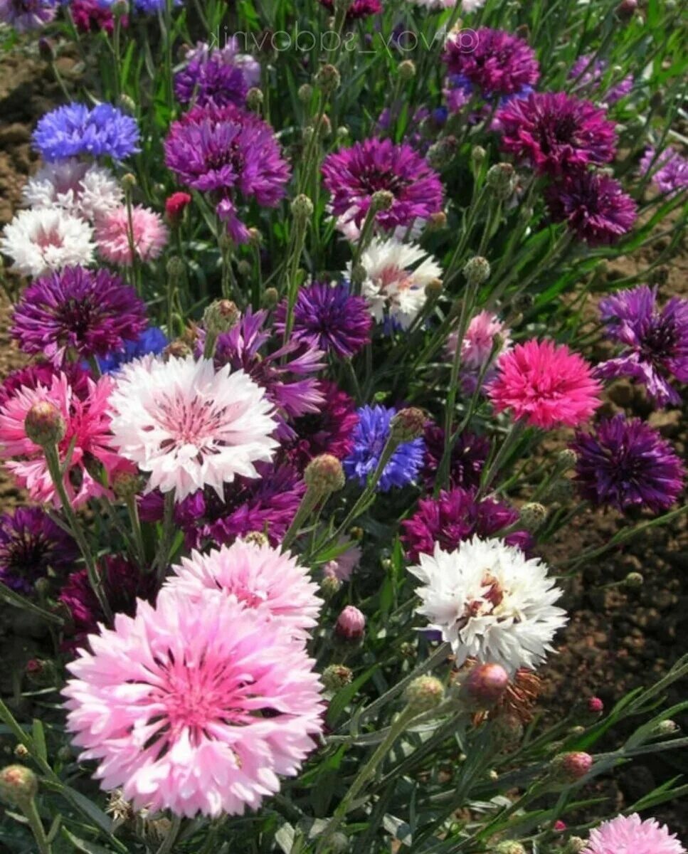 Василек раннецветущий махровый. Василек дот. Василек полька дот на клумбе. Василек рассада. Василек полька дот.