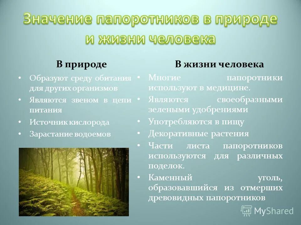 Папоротник размножение почкованием. Величина растения папоротники. Значение папортниковидны. Урок биологии 6 класс по теме папоротниковидные. Значение хвощей и папоротников.