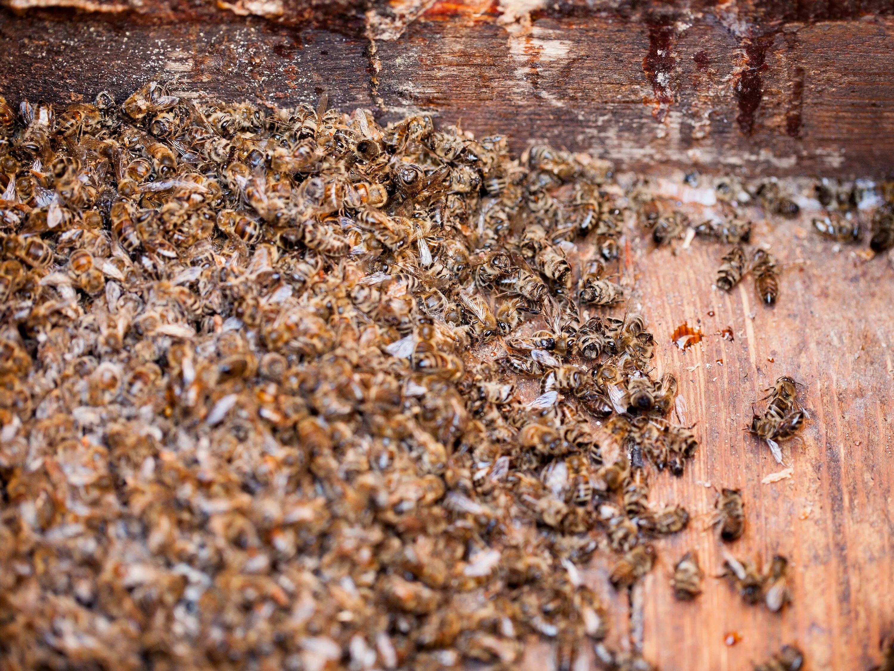 Пчелы гибнут. Подмор пчел в улье. Пчеловодство пчелиный подмор. Мертвая пчела. Гибель пчел.