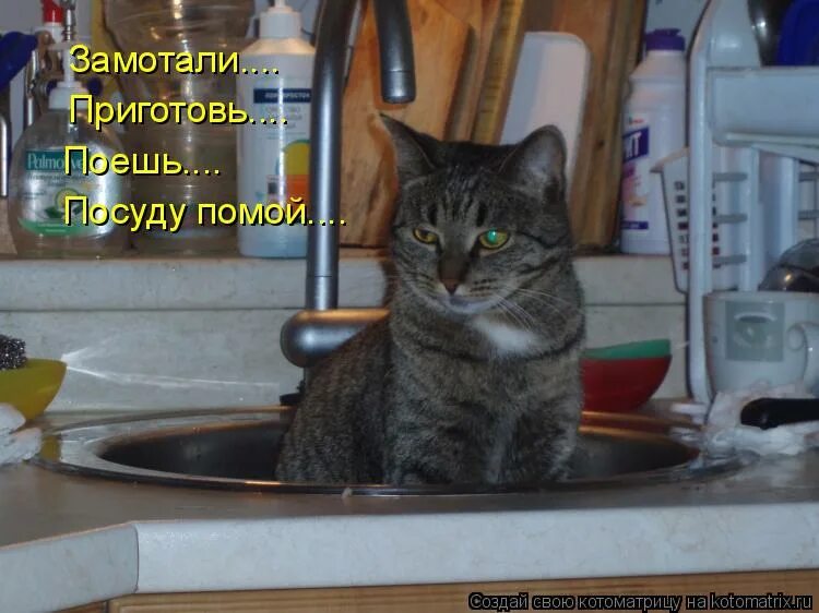 посуда с котиками. кот убирается. кот моет посуду. кот стирает. котик моет посуду.