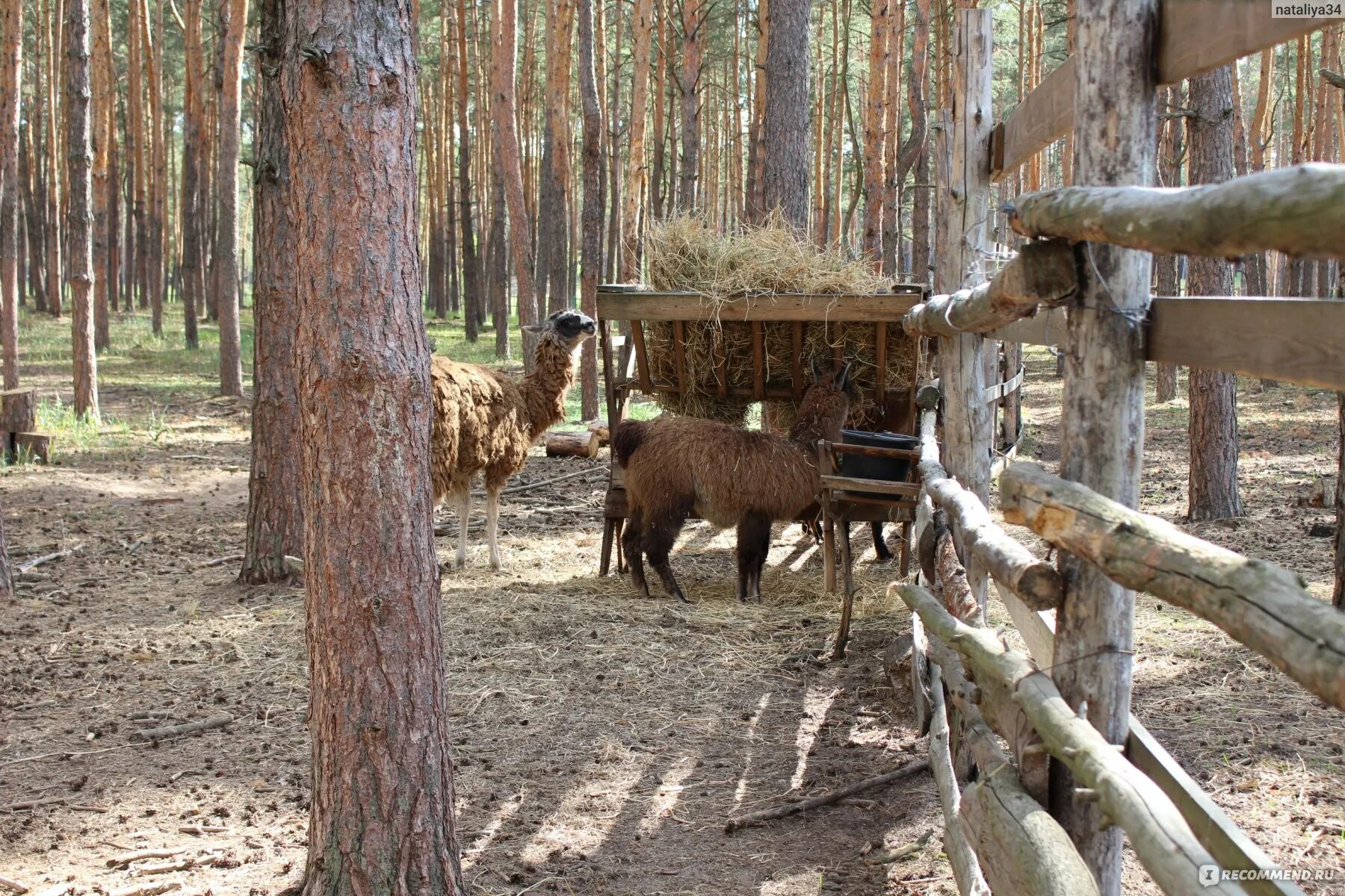 Червленый яр воронеж сайт. Червонный Яр зоопарк Воронеж. Сафари-парк червленый Яр Воронеж. Зоопарк Воронеж червленый Яр.