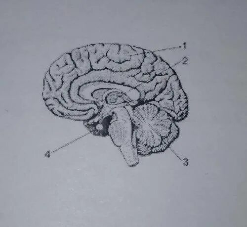 Рассмотрите рисунок с изображением мозга человека. Рисунке обозначен гипофиз?. Гипофиз на рисунке мозга. Гипофиз обозначение на рисунке мозга. Отделы мозга схема гипофиз.