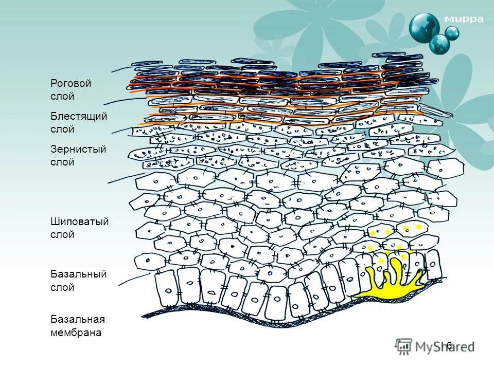 Зернистый слой. Роговой слой. Базальный шиповатый роговой слой. Роговой слой блестящий слой. Пластинчатый слой