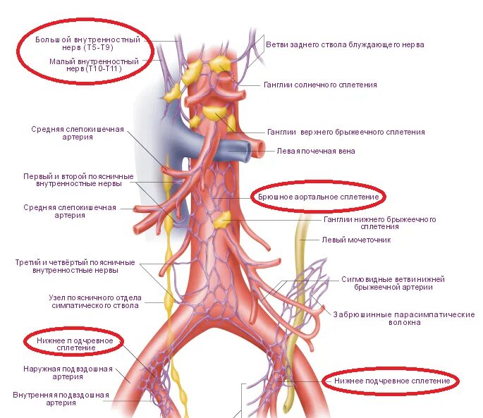 Нервные узлы сплетения. Большой чревный нерв. Ветви чревного ствола анатомия. Большой внутренностный нерв (n. splanchnicus Major). Брюшное аортальное сплетение узлы.
