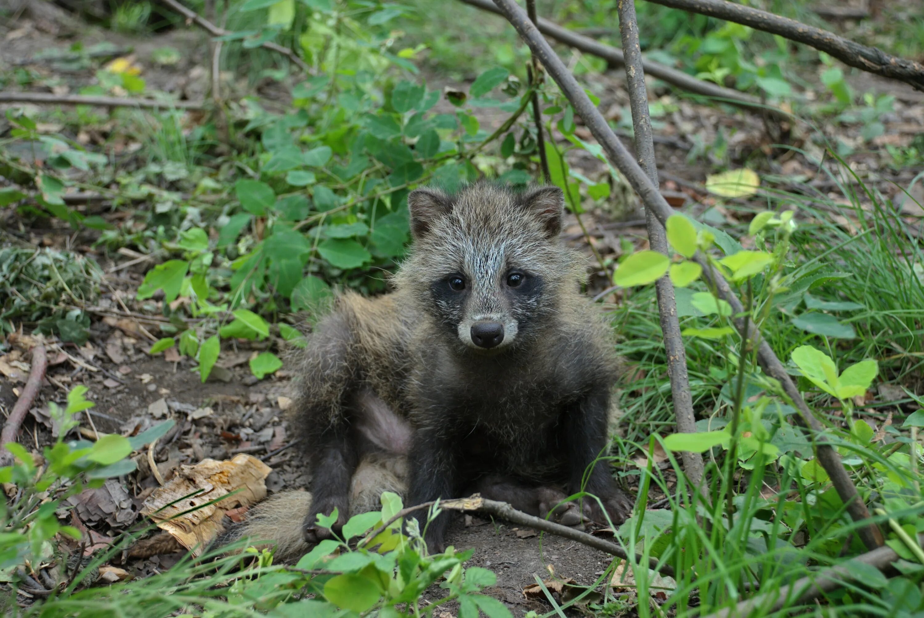 Приморский край какие животные