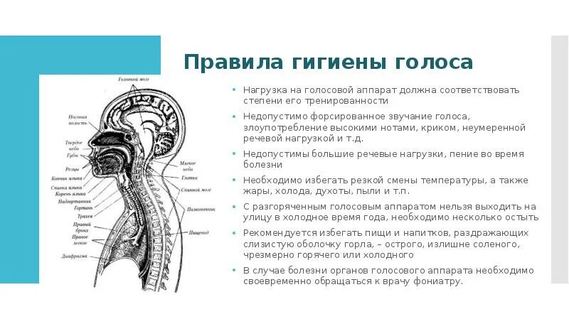 Правила гигиены голосового аппарата. Речевой аппарат человека. Голосовой аппарат человека. Гигиена голосового аппарата у детей.