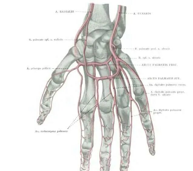 Поверхностная ладонная артериальная дуга. Кровоснабжение лучезапястного сустава. Поверхностная ладонная дуга анатомия. Анатомия сосудов кисти ладонная поверхность.
