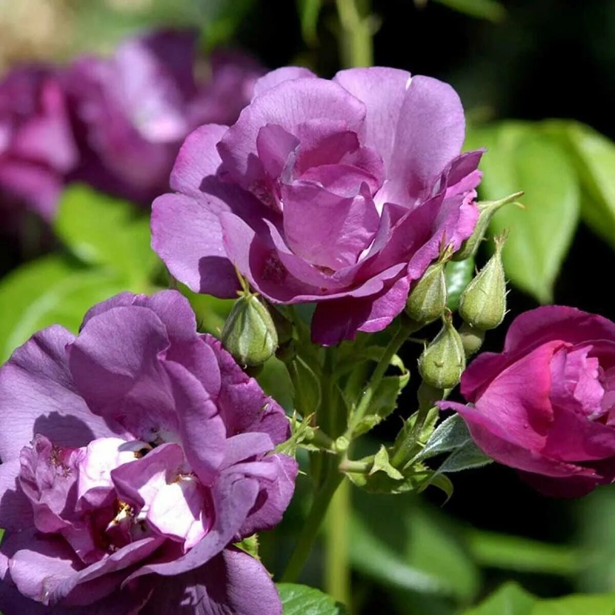 рапсодия блю