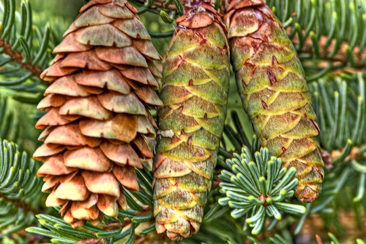 Многообразие ели. Ель канадская шишки. Ель Сибирская Picea obovata. Picea canadensis шишки. Picea glauca шишки.