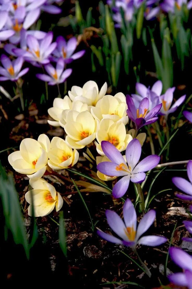 Мартовские цветы красивые. Крокус Флауэр. Цветы и веселье. Красивые весенние цветы. Весенний цвет.